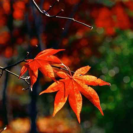 دانلود آهنگ همش اشکا میخواد بیاد پایین دور و برو میپام 